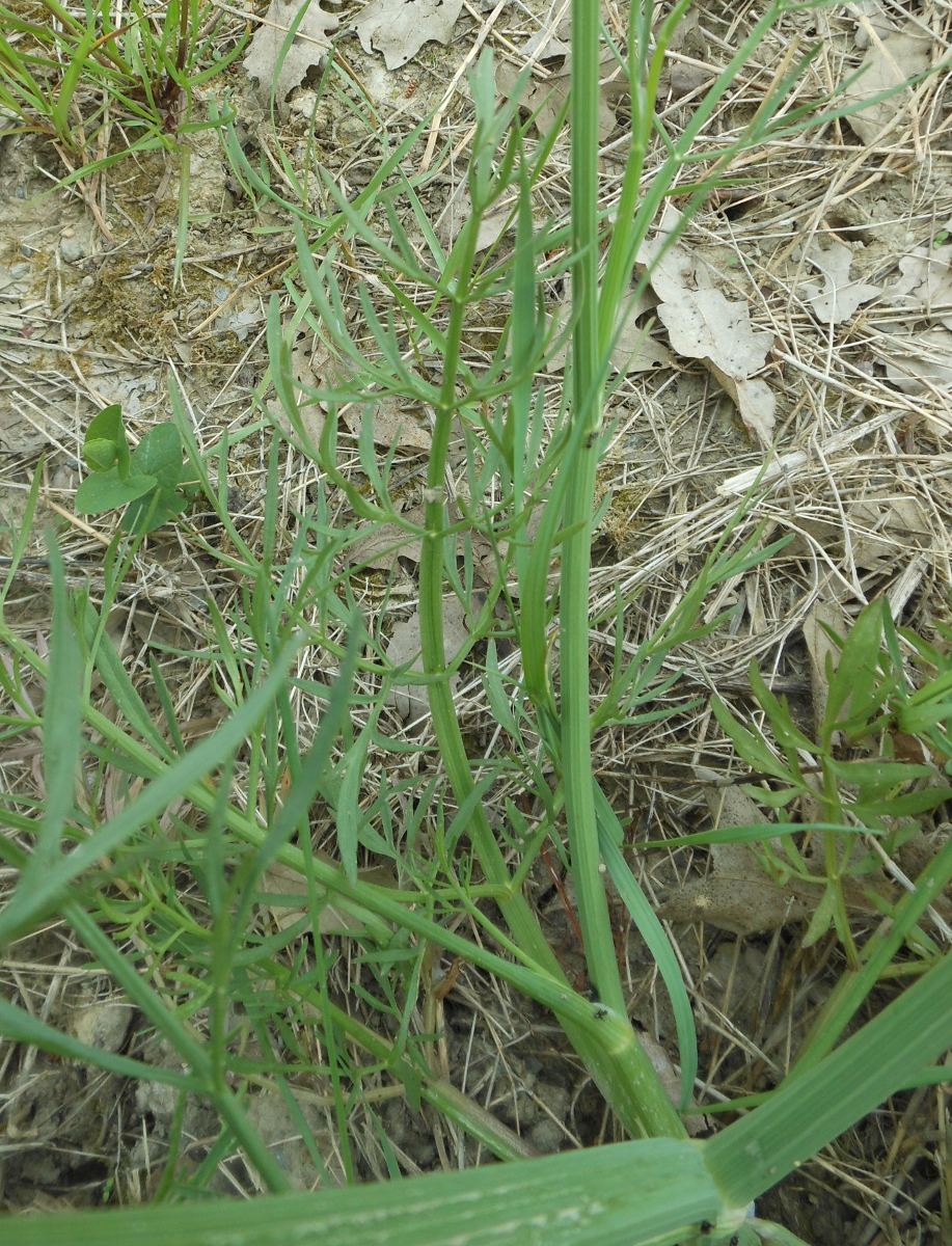 Oenanthe silaifolia M.Bieb./Finocchio acquatico silaifoglio